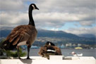 Canada Geese